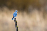 The Naming of Bluebird
