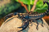Scorpio 2021 Horoscope