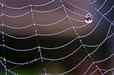 Spider Web Catenaries