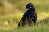 Behind the image: Carrion crow