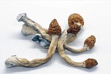 What is the Best Website to Order Magic Mushrooms?