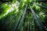What Bamboo Teaches Us.