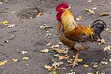 Bob the Rooster