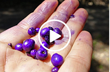 Unleash the Power of the Tiny Purple Berry for Managing Blood Sugar