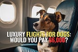 Flying First Class: The $6,000 Ticket for You and Your Dog