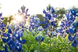 Finding the Bluebonnets Near Fort Bend County, Texas