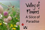 Valley of Flowers: A Slice of Paradise