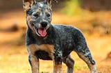 Uncertain about the Red Heelers? Here’s everything you need to know.