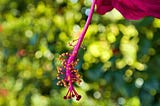 The Heart of the Hibiscus