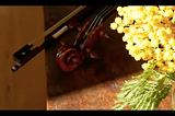 Mimosa and a violin