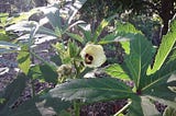 Okra: a vegetable so slimy you don’t notice how hairy it is.