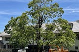 Budget-Friendly Tree Maintenance Solutions for Westwood Homeowners