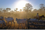 Even Cowboys Get The Blues: How Going Digital Protects Livestock Around The World