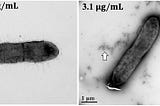 Silver nanoparticles enhance the efficacy of aminoglycosides against antibiotic-resistant bacteria