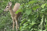 Urban Wildlife