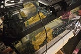 What I use to care for my fish