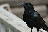 What crows taught me about trauma