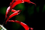 A beautiful red flower is lit up by the sun in the dark cloud forest of Monteverde, Costa Rica.