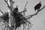 What A Lost Eagle Nest Taught Me About Responsible Disaster Relief