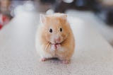 Eight Euro Hamsters