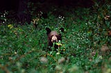 I Came Across a Bear in the Woods — Here’s Why I’m Glad It Wasn’t a Man