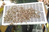 A Croatian Varroa mite management tool;