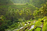 Why Bali is the Ultimate Destination for Digital Nomads