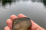 California floater mussel