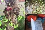 Left: Bilimbi tree with bright green cucumber-like fruit; Top right: Mustard greens; Bottom left: A bottle of jam