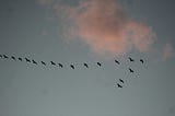 A flock of birds flying in a V-formation across a pale blue November sky.