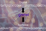 Advanced Synthetic DNA Sequence Generation and Preprocessing for Natural Language Processing