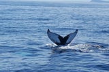 Whale Watching off the Coast of Newfoundland