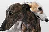 Australia’s violent abuse of gentle greyhounds