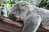 Sleeping koala. He’s awake 3 years of his life. 4 hours less sleep a day means 6 years of consciousness