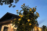 A yellow rose bush called Celia