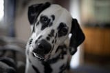 A dalmation with head tilted