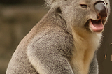 You think koalas are cute, cuddly, and chill? 🐨💤🌿