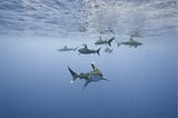 Trust Science, not Sensation, with Sharks