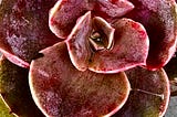 Plant Life And Human Evolution