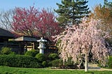 A cherry tree with pink blooms and a pine tree and a redbud tree beginning to bloom surrounding the Japan House on University of Illinois, which contains a traditional tearoom and is reflects traditional minimalist Japanese architecture.