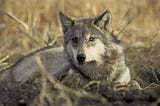 On the move: understanding lone wolves in Washington