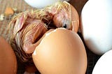 Kuluçkalık yumurta kalitesi