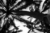 Palm Trees and Palm Fronds