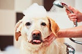 Bath time: how to wash your dog correctly