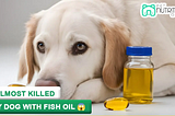 I Almost Killed My Dog With Fish Oil