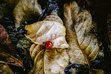 Ladybug in leaves