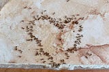 Ants Make Love On The Kitchen Floor