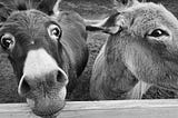 Donkey, Mule, Arse