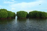 8 Things You Need to Know About Kavvayi Backwaters of Kannur, Kerala