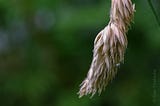 Very dry dangling grass stalk